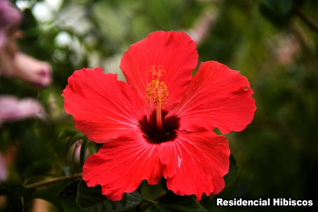 Residencial Hibiscos - Vista Mar Villa กาโรปาบา ภายนอก รูปภาพ
